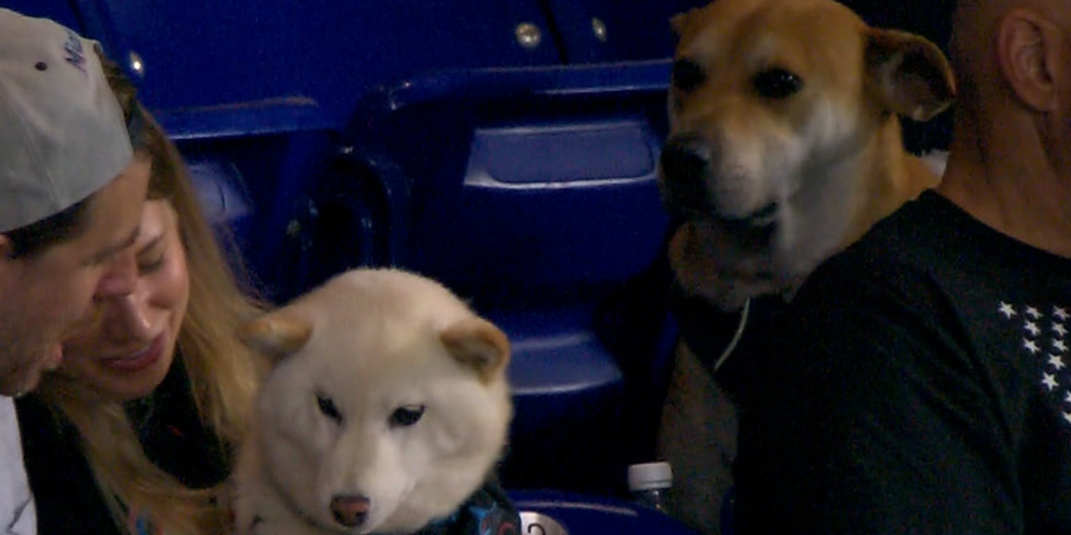 Los Marlins encuentran al perrito decepcionado del video viral y lo invitan al estadio