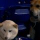 ¡Se busca! Los Marlins ofrecen un “día de ensueño” al perro más celoso del estadio